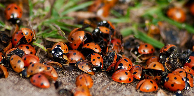 Les insectes utiles au jardin comme les coccinelles les araign es